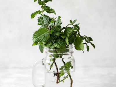 Peppermint Oil